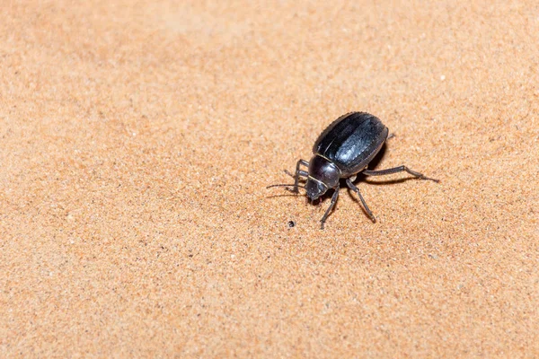 Un escarabajo negro brillante árabe oscuro — Foto de Stock