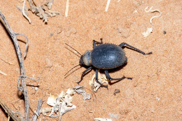 Escarabajo erizo (Priionotheca cornata) caminando por la arena del desierto por la noche en los Emiratos Árabes Unidos (Emiratos Árabes Unidos) ). — Foto de Stock