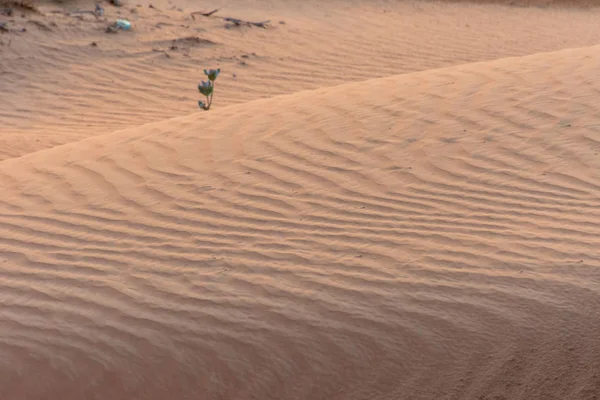 Woestijn bij zonsondergang brengt geel gekleurd zand tevoorschijn en markeerde de sporen van het dier over het rimpelpatroon in het zand.. — Stockfoto