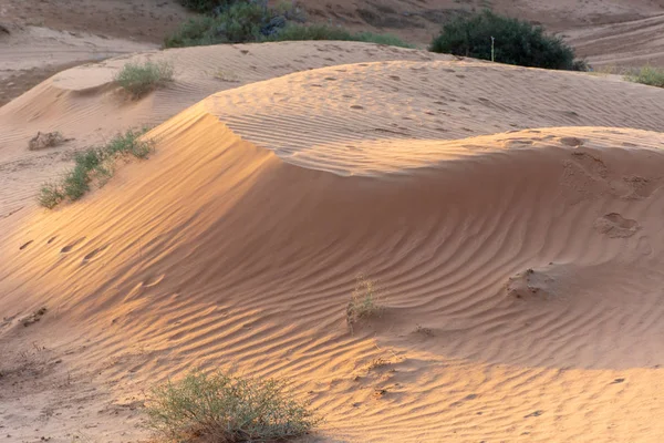 Deserto ao pôr do sol traz areia de cor amarela e destacou as trilhas de animais através do padrão ondulado na areia . — Fotografia de Stock