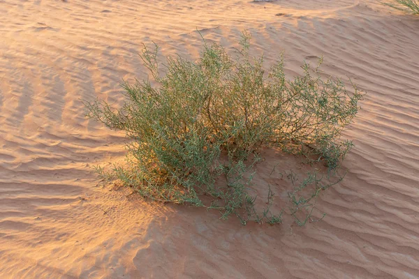 Woestijn bij zonsopgang brengt gedurfd gloeiend gekleurd zand naar buiten dat een groot woestijnlandschap maakt in de Verenigde Arabische Emiraten met groene woestijnplanten. — Stockfoto