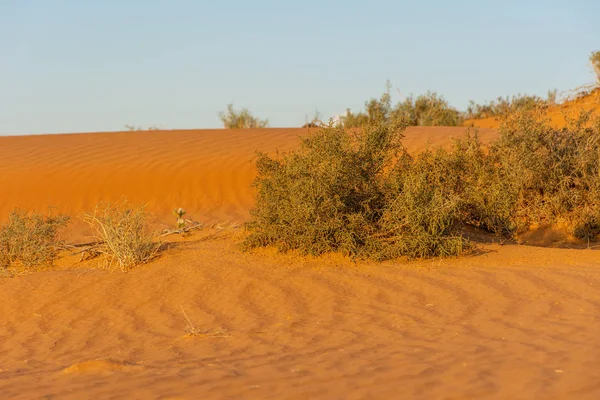 Deserto ao nascer do sol traz areia de cor laranja queimada ousada fazendo uma grande paisagem desértica nos Emirados Árabes Unidos com plantas verdes do deserto . — Fotografia de Stock