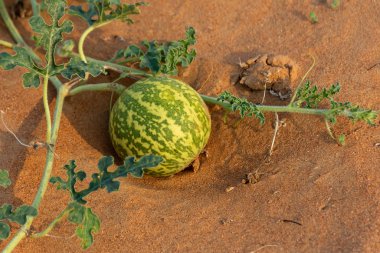 Çöl Squash (Citrullus colocynthis) (Handhal) Birleşik Arap Emirlikleri (BAE kum).