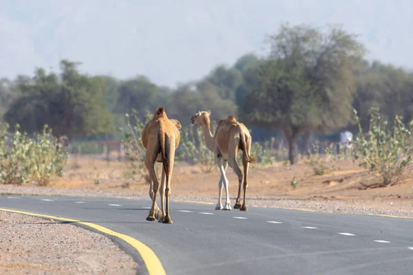 Un grupo de camellos dromedarios caminan por la carretera en el Medio Oriente mientras los coches esperan — Foto de Stock