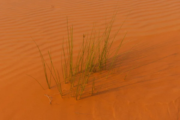 Deserto ao nascer do sol traz areia de cor laranja queimada ousada com um pequeno grupo de grama do deserto crescendo em Ras al Khaimah, nos Emirados Árabes Unidos . — Fotografia de Stock