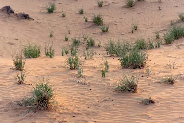 Deserto ao pôr do sol traz areia de cor amarela com um pequeno grupo de grama do deserto e plantas que crescem depois das chuvas em Ras al Khaimah, nos Emirados Árabes Unidos . — Fotografia de Stock