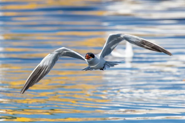 Η Caspian tern (Hydroprogne caspia) που πετά πάνω από το νερό με το τεράστιο άνοιγμα φτερών και το πορτοκαλί ράμφος της στα Ηνωμένα Αραβικά Εμιράτα. — Φωτογραφία Αρχείου