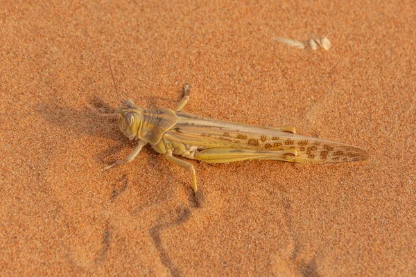 Egipski konik polny (Anacridium aegyptium) siedzący w wieczornym słonecznym piasku w Zjednoczonych Emiratach Arabskich — Zdjęcie stockowe