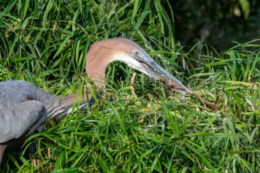 Bir Goliath balıkçıl (Ardea goliath), kamışları yiyen dev balıkçıl olarak da bilinir..