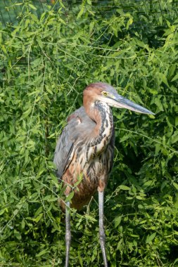 Goliath balıkçıl (Ardea goliath), balıkçılgiller (Ardea) familyasından bir balıkçıldır..
