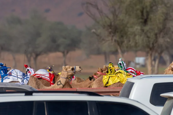 Mirando por encima de los coches, los camellos de carreras buscan la victoria en la pista de carreras de arena. Cultura de Oriente Medio — Foto de Stock