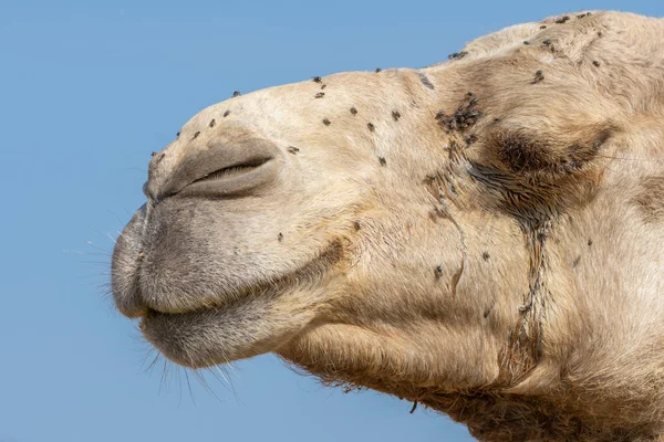 Zbliżenie profilu pustynnego wielbłądziego wyrazu twarzy na Bliskim Wschodzie w Zjednoczonych Emiratach Arabskich z dużą ilością much przeszkadzających mu Dromedary camel (Camelus dromed) — Zdjęcie stockowe