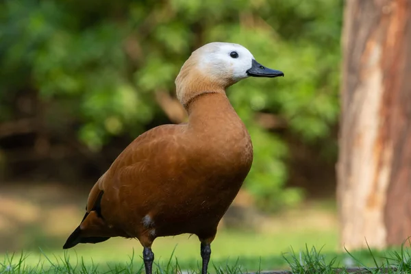 The ruddy shelduck (Tadorna ferruginea), known in India as the Brahminy duck, is a member of the family Anatidae standing in the grass. — Stock Photo, Image