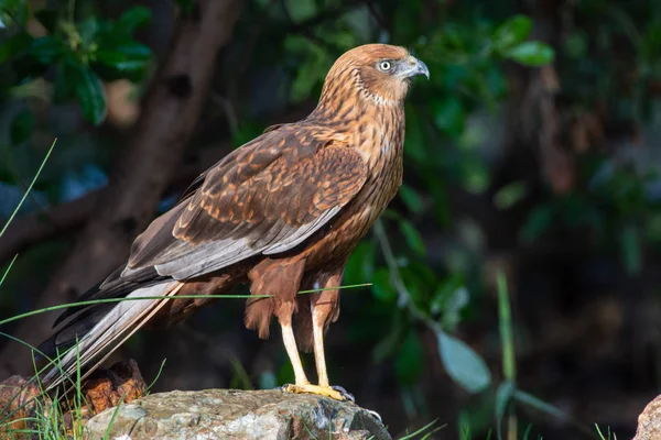 A close up of a female western močál harrier (Circus aeruginosus) a small raptor standing on the ground looking around. — Stock fotografie