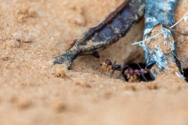 Sahra Çöl Karıncaları (Cataglyphis bicolor) takımından oluşan bir ekip, Ras al Khaimah, Birleşik Arap Emirlikleri 'ndeki kum tepelerinde bir karınca tepesi kazıyor..