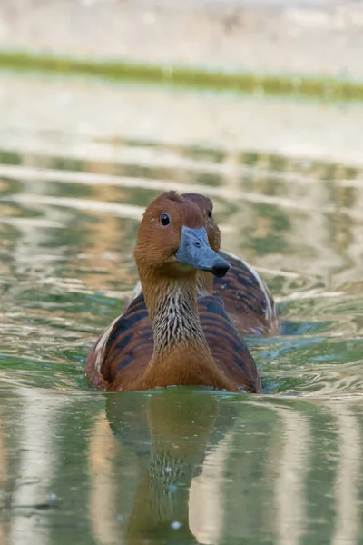 Fulvous whistling duck or fulvous tree duck (Dendrocygna bicolor) swimming in a pond close up. — Stock Photo, Image