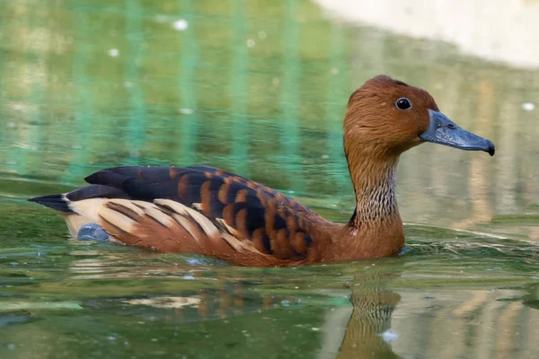 Fulvous whistling duck or fulvous tree duck (Dendrocygna bicolor) swimming in a pond close up. — Stock Photo, Image