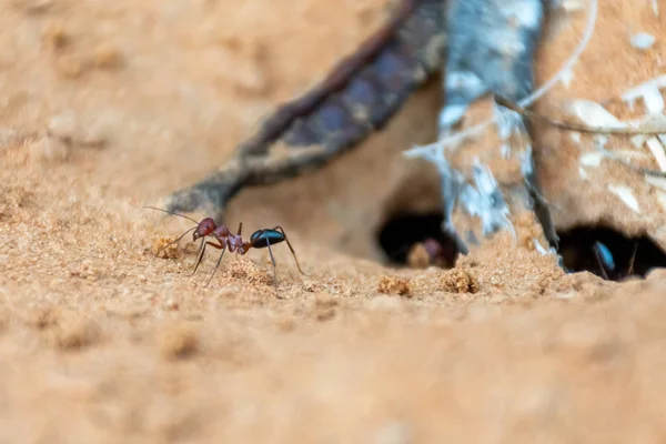 Uma equipe de formigas do deserto do Saara (Cataglyphis bicolor) cavando uma colina de formigas nas dunas de areia em Ras al Khaimah, Emirados Árabes Unidos . — Fotografia de Stock