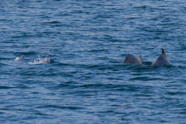 Musandam, Umman 'da Hint-Pasifik kambur yunusları (sousa chinensis)