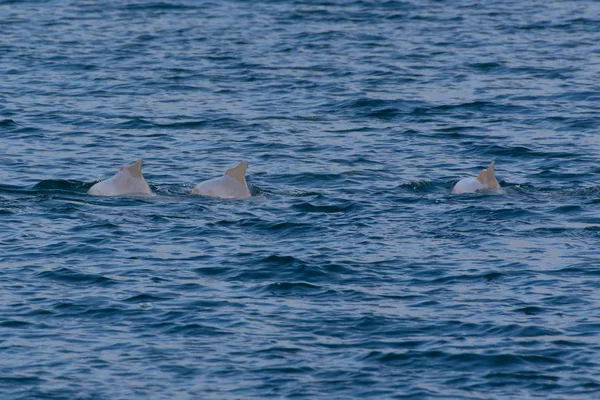 Dauphins indo-pacifiques à bosse (sousa chinensis) à Musandam, Oman — Photo