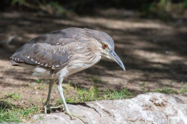 Genç siyah taçlı gece balıkçıl (Nycticorax nycticorax), ya da genellikle Avrasya 'da sadece gece balıkçıl olarak kısaltılan siyah gece balıkçıl gün ışığında bir ağaca tünemiş durur..
