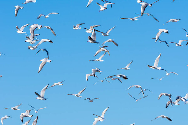 A large group of Black-headed Gulls in the blue sky in the winter in the United Arab Emirates (Chroicocephalus ridibundus).