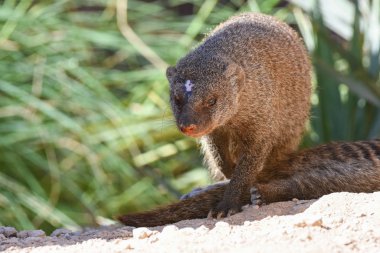 The Egyptian mongoose (Herpestes ichneumon), also known as ichneumon, is a mongoose species native to the Iberian Peninsula clipart