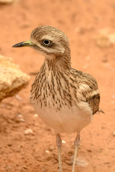 Ein geflecktes dickes Knie (burhinus capensis) steht und schaut sich im Wüstensand um. beheimatet in Südafrika, Äthiopien, Kenia, Tansania und anderen Teilen Zentralafrikas. — Stockfoto