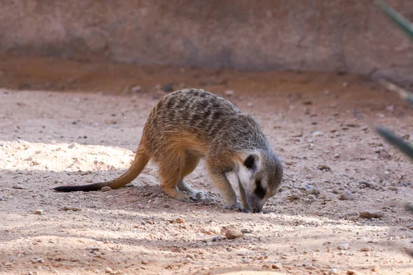 Un suricata cava en la tierra en el desierto (Suricata suricatta ). — Foto de Stock