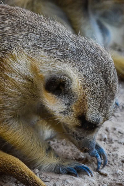 Un suricata cava en la tierra en el desierto de cerca mirando sus garras (Suricata suricatta ). — Foto de Stock