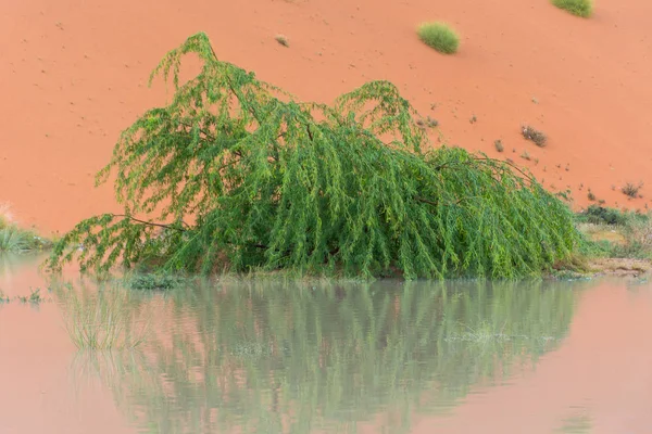 Close up de uma ervilha verde nos Emirados Árabes Unidos inundado na água da chuva tempestade com reflexo contrastado com areia laranja no fundo . — Fotografia de Stock