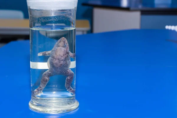 Biologie science dissection spécimen d'une grenouille dans un bocal en verre sur une table de laboratoire bleu dans une école avec espace de copie . — Photo