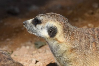 Çöle yakın bir mirket profili (Suricata suricatta).