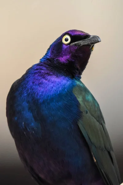 Primer Plano Pájaro Estornino Brillante Asiático Púrpura Verde Aplonis Panayensis — Foto de Stock