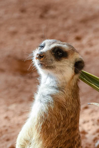 Suricata Colgando Las Rocas Desierto Mirando Alrededor Suricata Suricatta —  Fotos de Stock