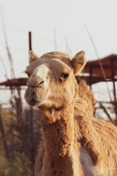 Close Camelo Dromedary Deserto Com Expressão Olhando Oriente Médio Nos — Fotografia de Stock