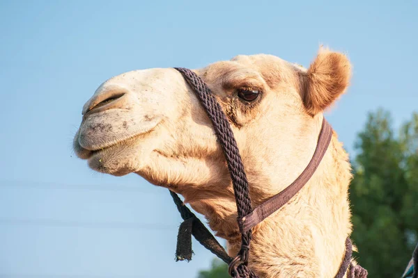 Närbild Stolt Öken Dromedary Kamel Ansiktsuttryck Med Sin Mun Och — Stockfoto