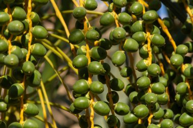 Middle East 'te bir ağaçta yetişen tarihler - Birleşik Arap Emirlikleri veya Suudi Arabistan (portre)).