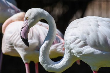 Daha büyük bir flamingo Orta Doğu 'da suyun yanında durur (Phoenicopterus roseus).