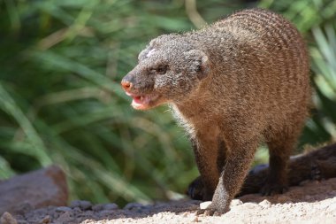 The Egyptian mongoose (Herpestes ichneumon), also known as ichneumon, is a mongoose species native to the Iberian Peninsula clipart