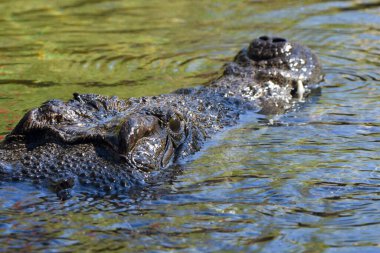 Nil timsahı (Crocodylus niloticus), Afrika 'da tatlı su habitatlarına özgü büyük bir timsah türüdür..