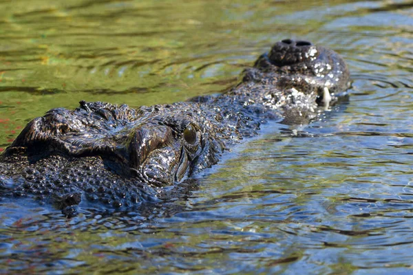 Cocodrilo Del Nilo Crocodylus Niloticus Gran Cocodrilo Nativo Los Hábitats —  Fotos de Stock