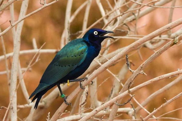 Крупный План Фиолетовой Зеленой Азиатской Глянцевой Скворцовой Птицы Aplonis Panayensis — стоковое фото