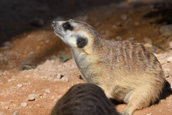 Perfil Suricata Cerca Desierto Suricata Suricatta — Foto de Stock