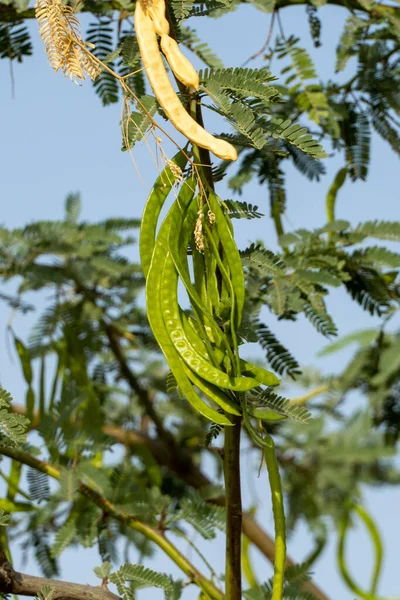 Green Ghaf Tree Prosopis Cineraria Peas Sunshine Desert Sand United — Stock Photo, Image