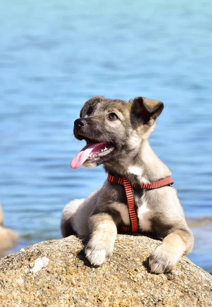 바다의 배경에 친절 한 강아지 — 스톡 사진