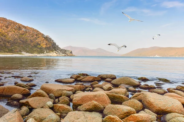 Fåglar över havet — Stockfoto