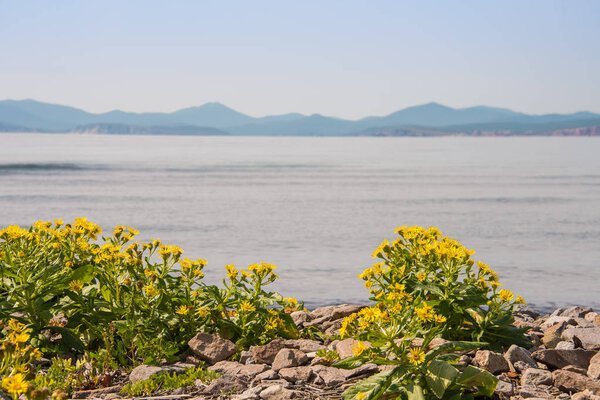 The Inula Japanese