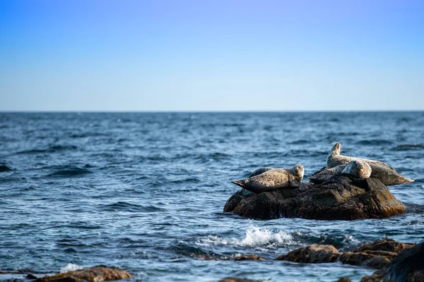 Seascape with a rock  and  seals — Stock Photo, Image