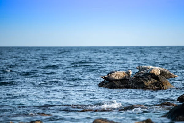 Seascape with a rock  and  seals — Stock Photo, Image